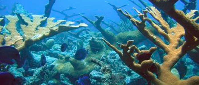 коралловые рифы могут погибнуть