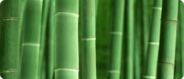 Бамбук может стать альтернативой пластику в электронике