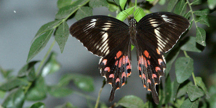 Создан эффективный фотоэлектрический элемент по принципу крыльев бабочки