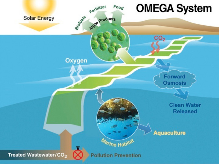 Способ получения биотоплива из пресноводных водорослей в океанских просторах