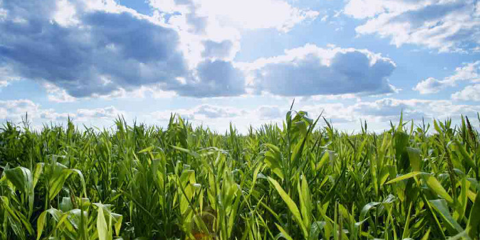 Биотопливо может оказаться неэффективным средством снижения парниковых выбросов