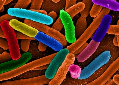 Бактерия Escherichia coli (E. coli)