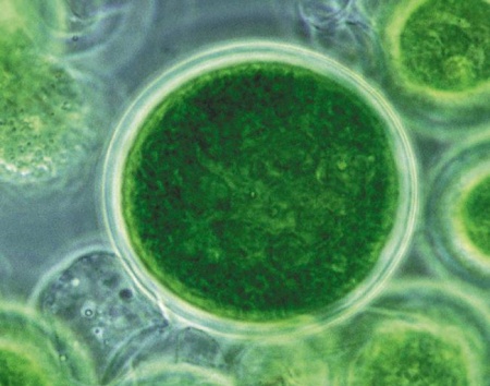 Микроскопическая водоросль - сырье для биодизеля