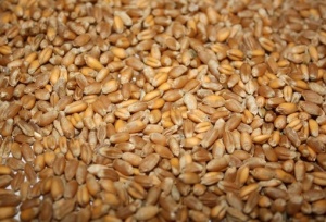 Зерна пшеницы. Сырье для биотоплива